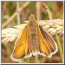 Thymelicus lineola - Schwarzkolbiger Braundickkopffalter m04.jpg